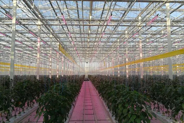 Greenhouse LED Grow Lighting