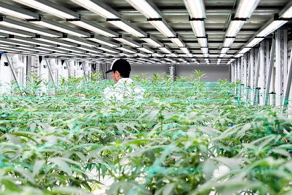 Indoor LED Grow Lighting