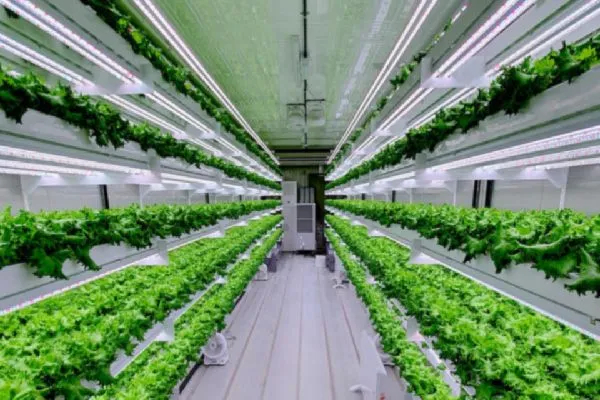 Vertical Farm LED Grow Lighting