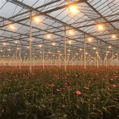 The principle and precautions of plant lamps