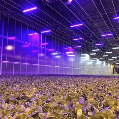 The application of LED in plant cultivation