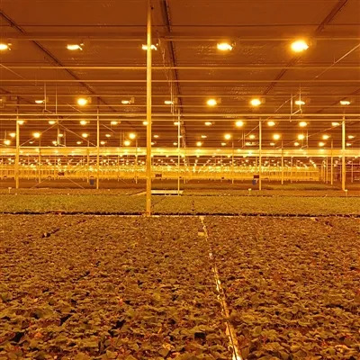 Types of growth lamps