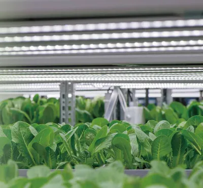 LED for vertical farming