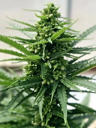 Why Cannabis Needs Grow Lighting