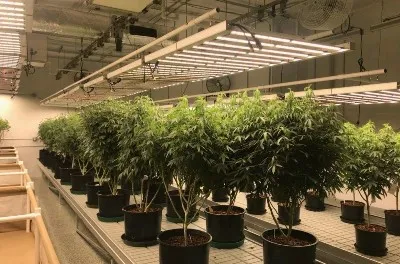 Why Cannabis Needs Grow Lighting