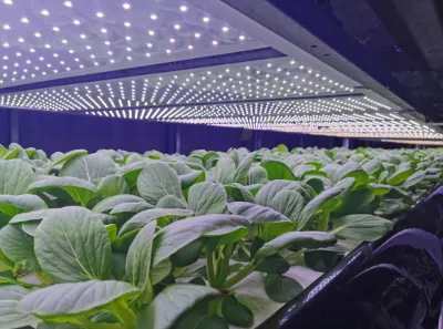 Vertical Farming LED Lighting