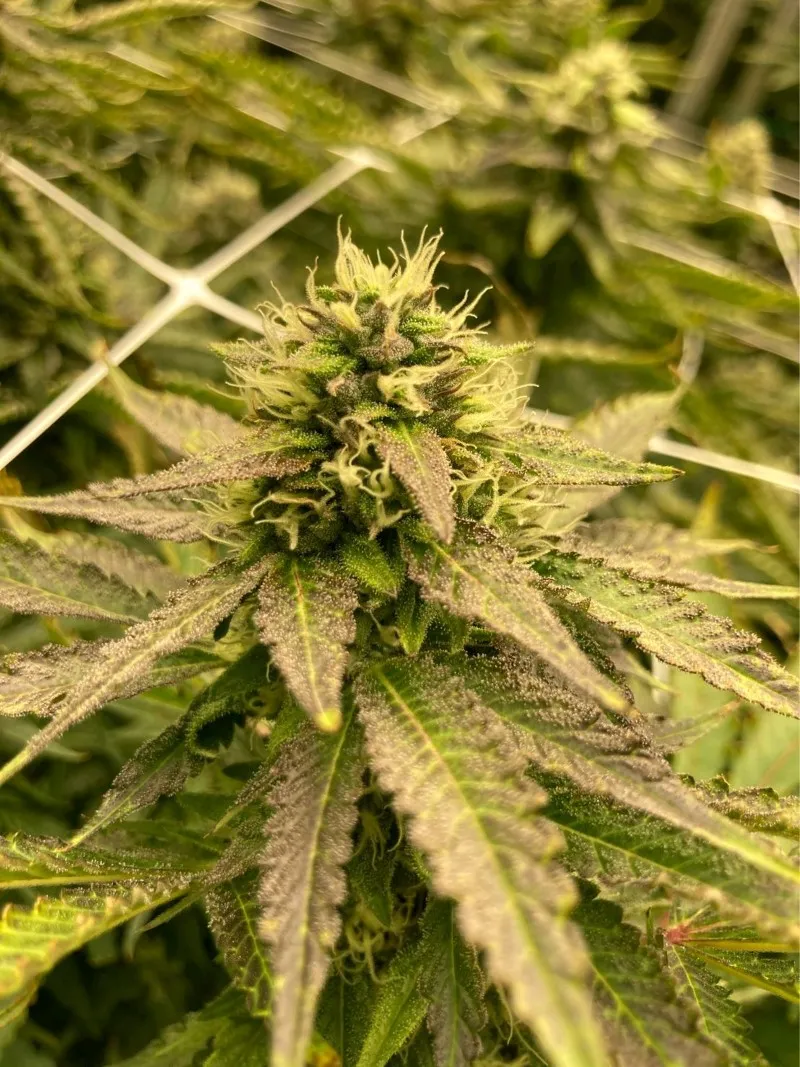 indoor grow lights