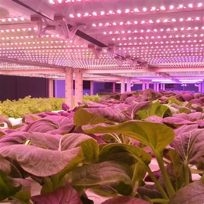 Vertical Farming LED Lighting