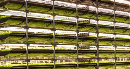 https://www.west-land.com/vertical-farm-led-grow-lighting/vertical-farm-veg-led-grow-led-light.html https://www.west-land.com/vertical-farm-led-grow-lighting/vertical-farm-veg-led-grow-led-light.html