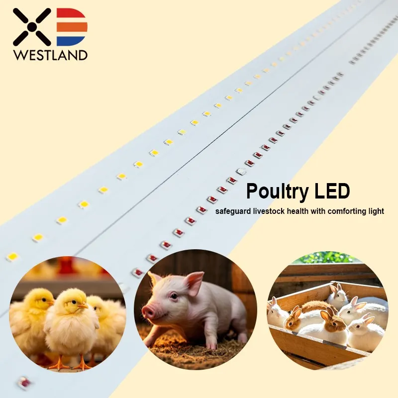 product-800-800