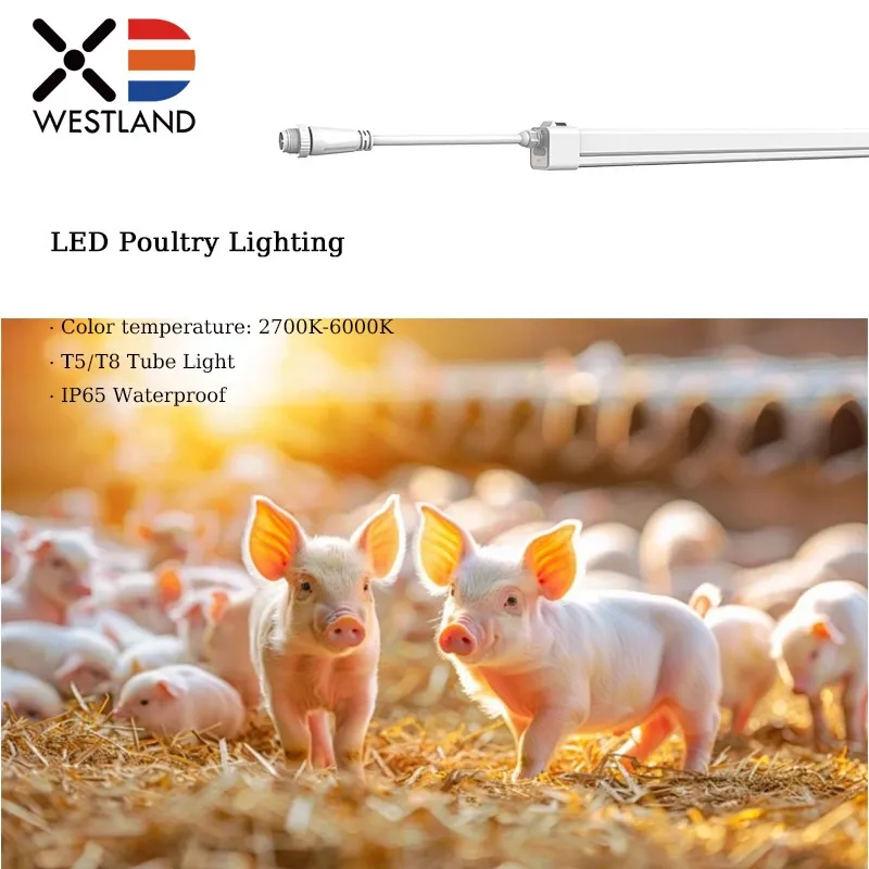 product-800-800