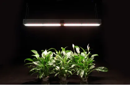 product-419-275