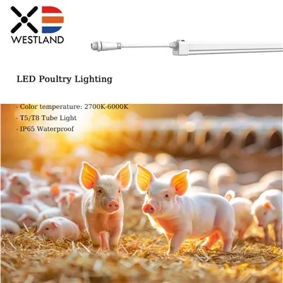 LED Poultry Lighting For Various Livestock